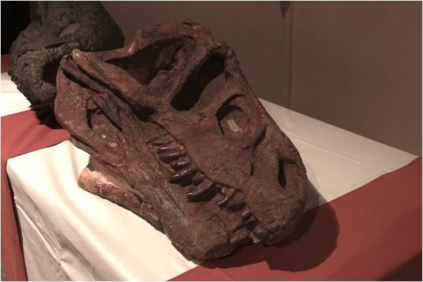Рис. 1.1 Рис. 1-2 Рис 1.3 Незвичайну будову мав Chasmatosaurus – великий (завдовжки до 1,5 м) крокодилоподібний напівводний хижак зі сплощеним черепом та видовженою мордою, різко загнутою вниз. Дивне враження залишає незвичайне переднє положення хо