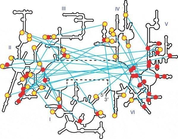 rrna structure