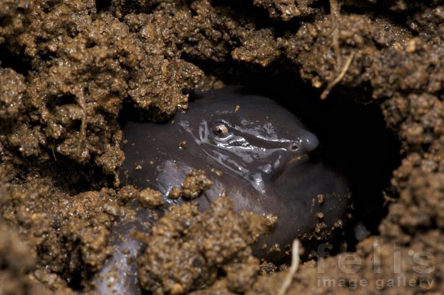 sandeshkadur.cat6 .frog