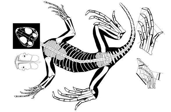 saurosternon588