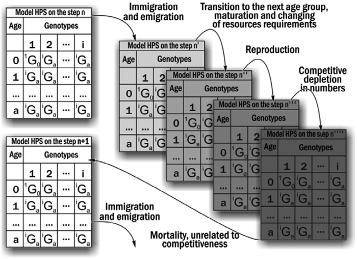 Figure 1. The calculations in each cycle of the simulation model At each simulation time-step, the fate of each individual (its survival and reproduction) in the model HPS was determined by random process and was described by probabilities, defined