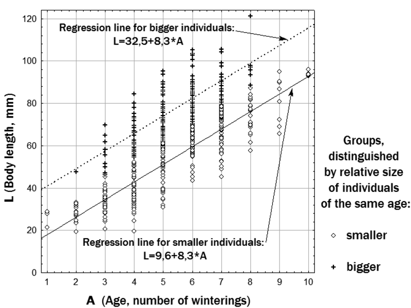 Figure 2. Approximation of the empirical age-dimensional diversity of water frogs by two linear dependences The dimensional index has the value S= -1 for frogs with a body size corresponding to a position on the regression line for relatively small