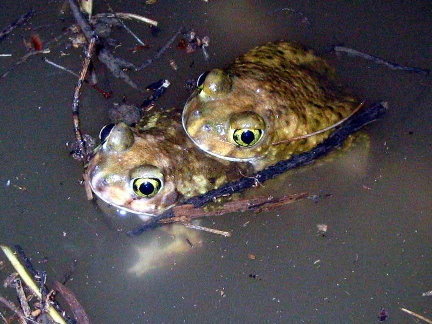 Рис. 3: Scaphiopus holbrookii