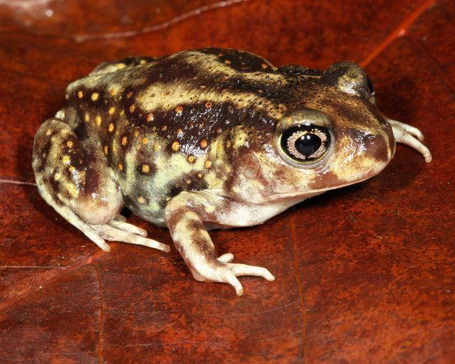Рис. 4: Scaphiopus hurterii