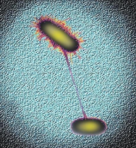 sh bacteria