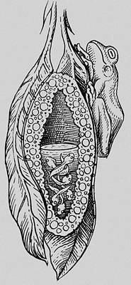 Рис. 6-7:Rhacophorus nigropalmatus, у стрибку та в стані спокою Рис.8: Яскраве забарвлення боків та внутрішнього боку лап Rhacophorus kio Рис.9-11: Гніздо Rhacophorus arboreus, і її зовнішній вигляд Рис. 12: Схема гнізда у веслоногих жаб