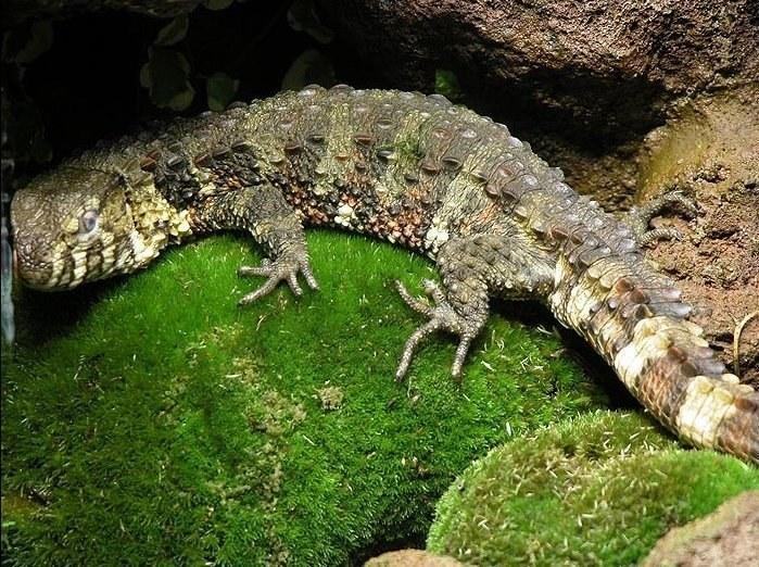 shinisaurus crocodilurus
