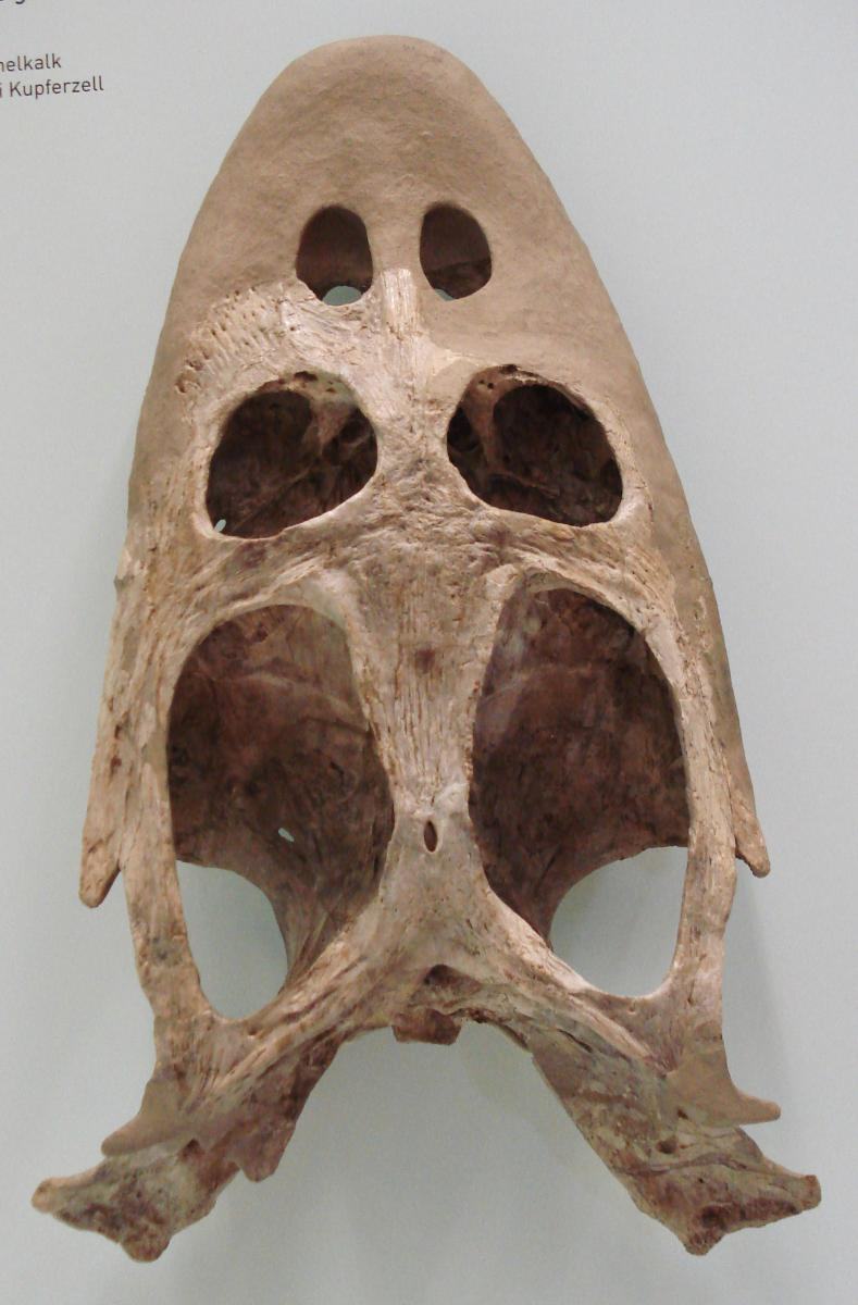 simosaurus gaillardoti 3