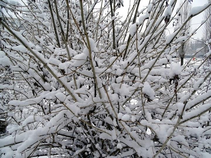 snow 10