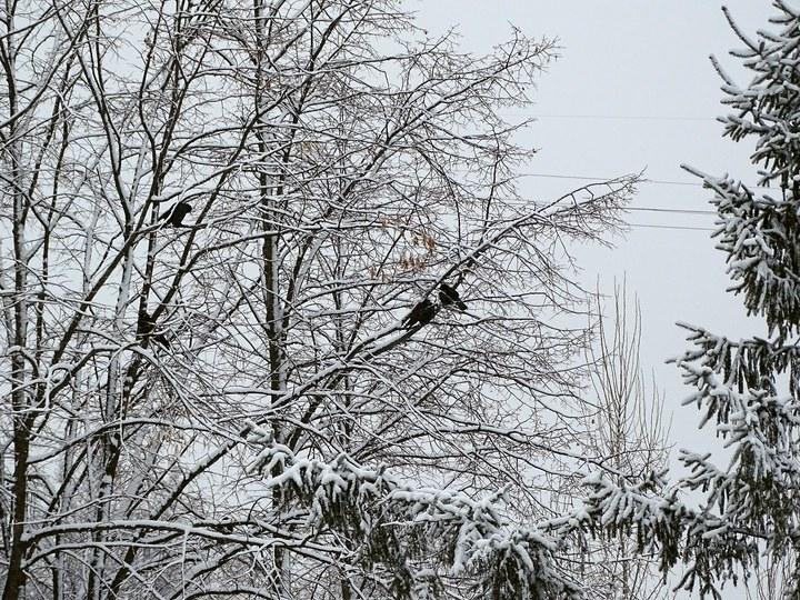 snow 11