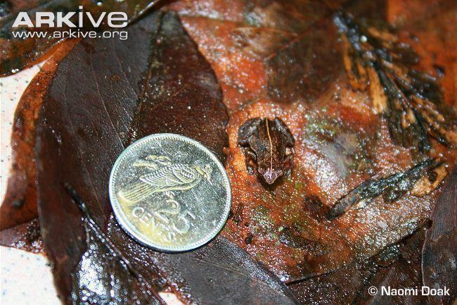 sooglossus gardineri