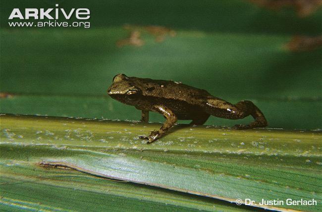 sooglossus pipilodryas