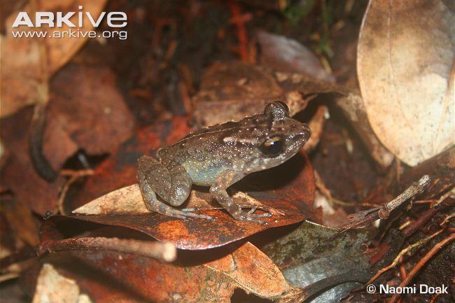 sooglossus thomasseti