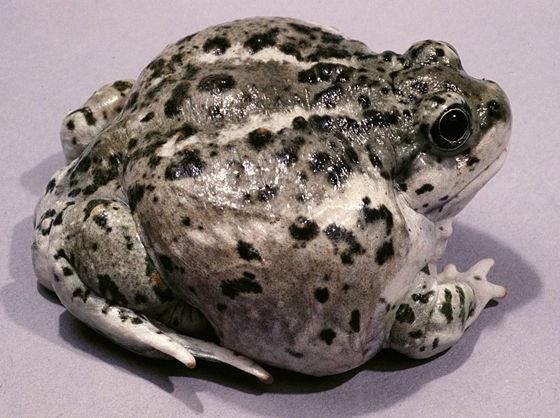 Рис 1: Ареал лопатоногів Рис 2: Scaphiopus couchii Рис. 3: Scaphiopus holbrookii Рис. 4: Scaphiopus hurterii Рис. 5: Spea bombifrons Рис. 6: Spea hammondii Рис. 7-8: Доросла особина та пуголовок Spea intermontana