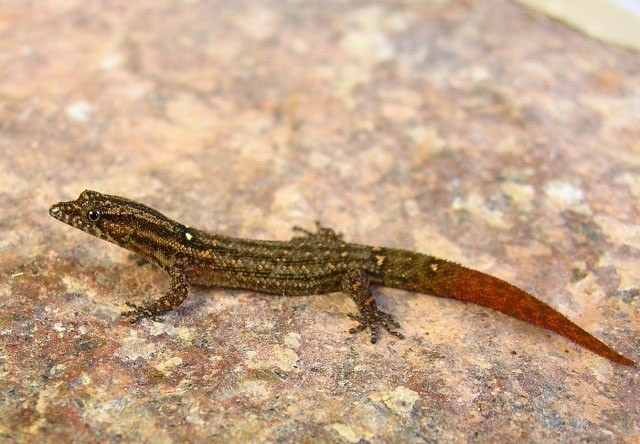 sphaerodactylus corticola