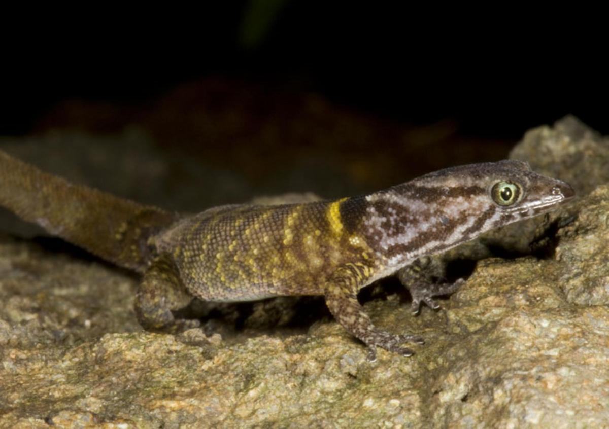 sphaerodactylus microlepis