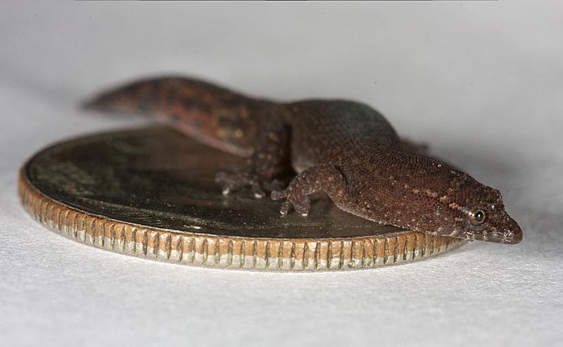 sphaerodactylus parthenopionvirginskiy kruglopalyy gekkon