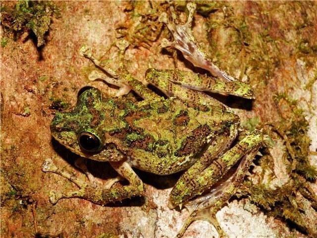 spinomantis aglavei