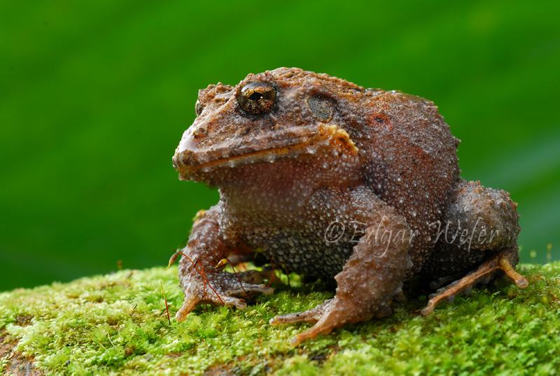 strabomantis biporcatus