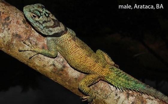 strobilurus torquatus