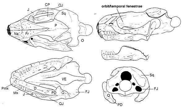 tamaulipasaurus588