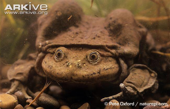 telmatobius culeus