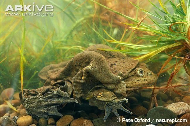 telmatobius culeus