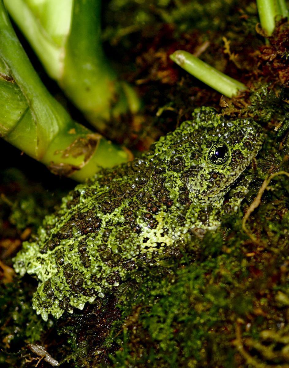 Рис. 5: Лапа Polypedates dimbullae з характерними подушечками-присосками