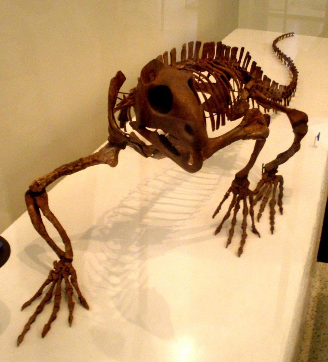 trilophosaurus3 ghedo