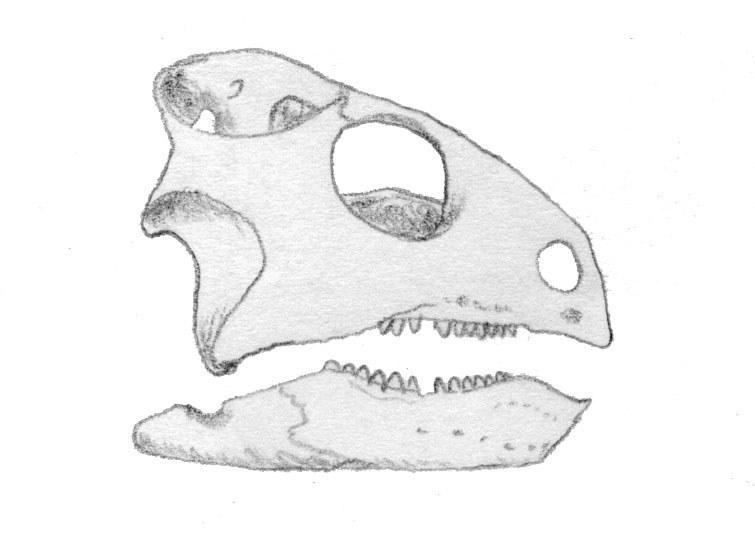 trilophosaurus 1