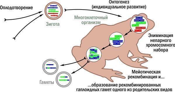 triploid