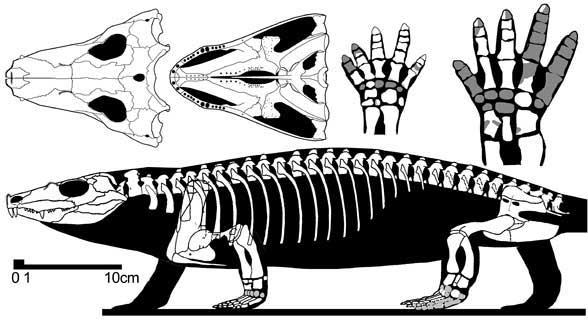 Рис. 4. Скелет Tokosaurus perforatus - Дуже маленька форма, довжина черепа не більше 3 см. Окремі округлі остеродерми (вторинні шкірні окостеніння, що розташовуються в мезодермальному шарі шкіри) тільки в щічній області черепа [2]. Мав зароджуван