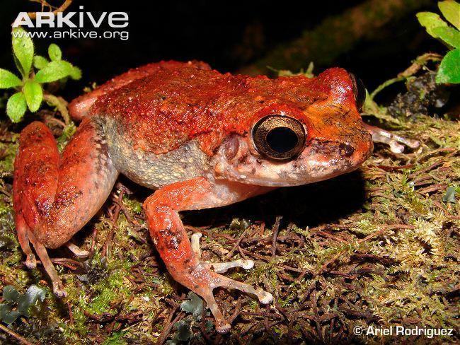 turquino robber frog on moss