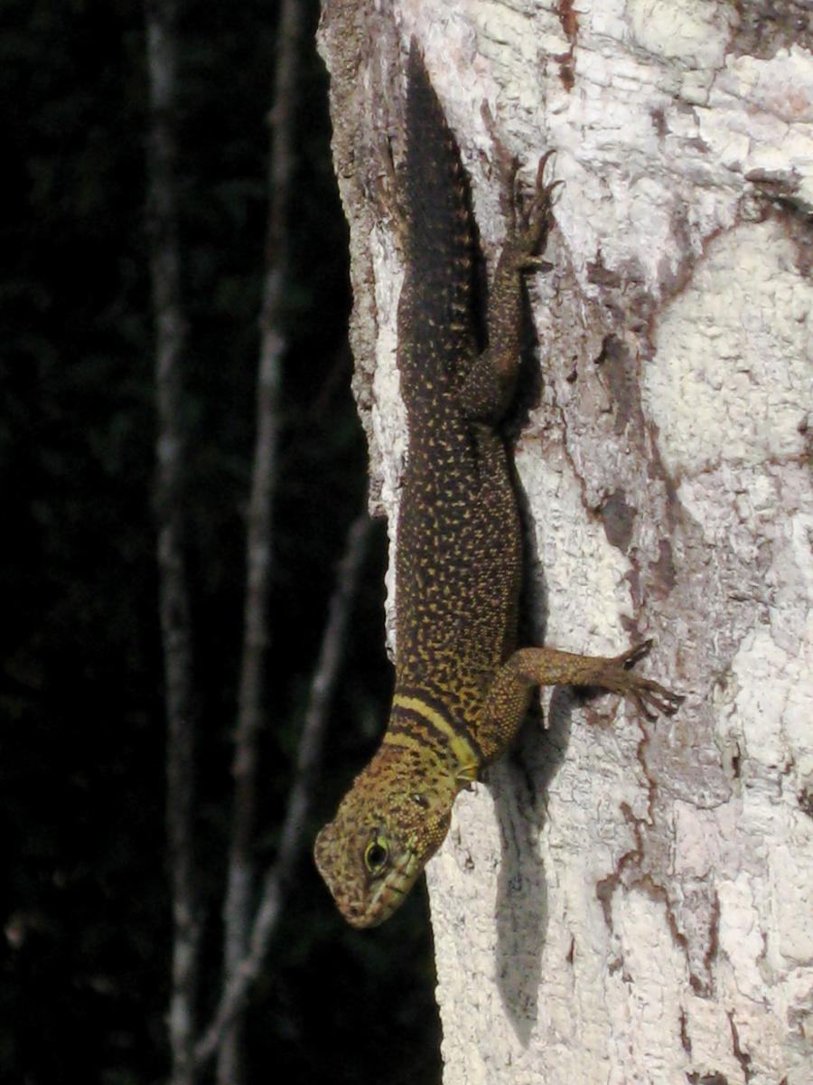 uracentron flaviceps