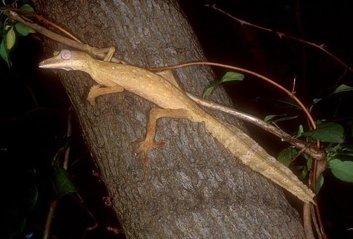 uroplatus lineatus