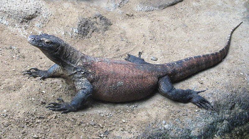 varanus komodoensis