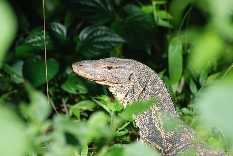 varanus salvator