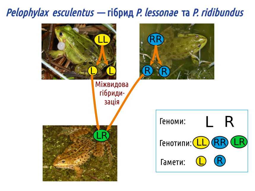 vf 13