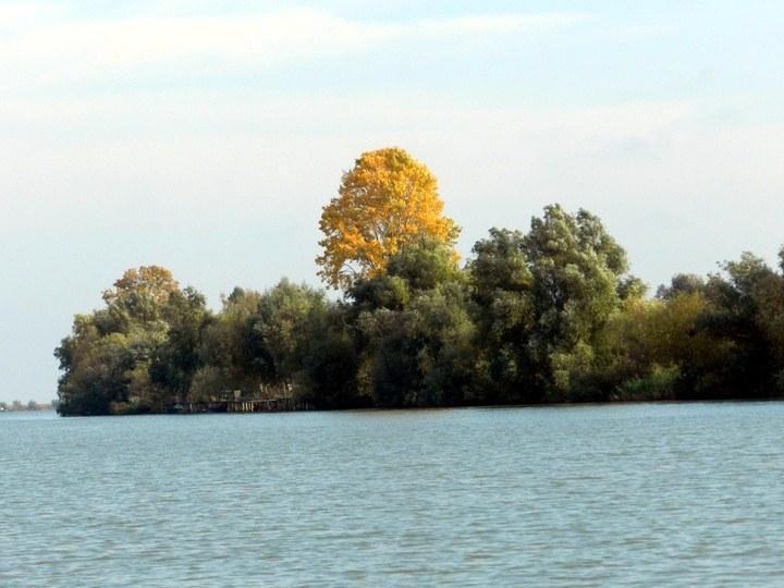 vi19