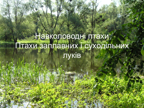 watersurroundingmeadow 01