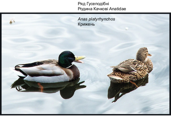 watersurroundingmeadow 02