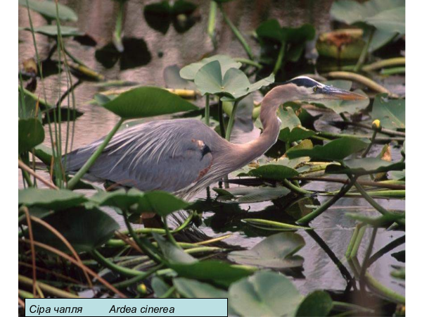 watersurroundingmeadow 07