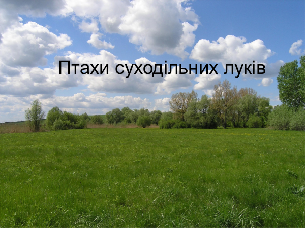 watersurroundingmeadow 43