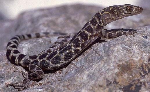 xantusia henshawi