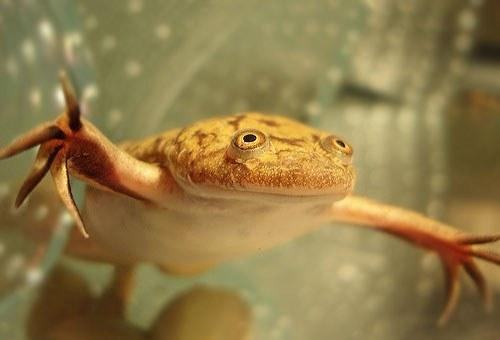 xenopus laevis