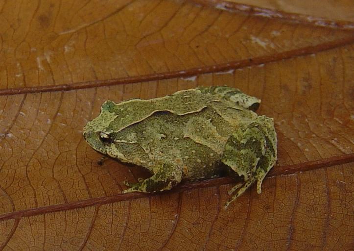 zachaenus parvulus