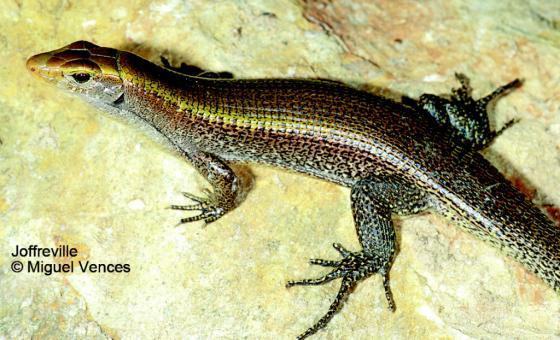zonosaurus haraldmeieri 03000035993 01