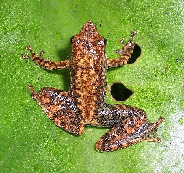 px micrixalussaxicola2