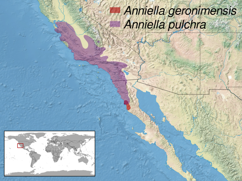 px anniella sp. distribution