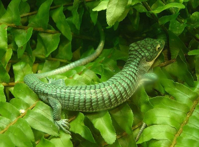 px arboreal alligator lizard abronia graminea 2900px